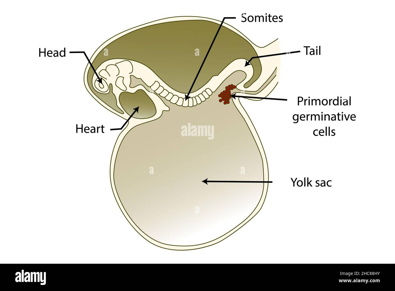Sagittaler Abschnitt eines Embryos während der frühen Stadien der Embryogenese (vor der Migration der ursprünglichen keimenden Zellen) Stockfoto
