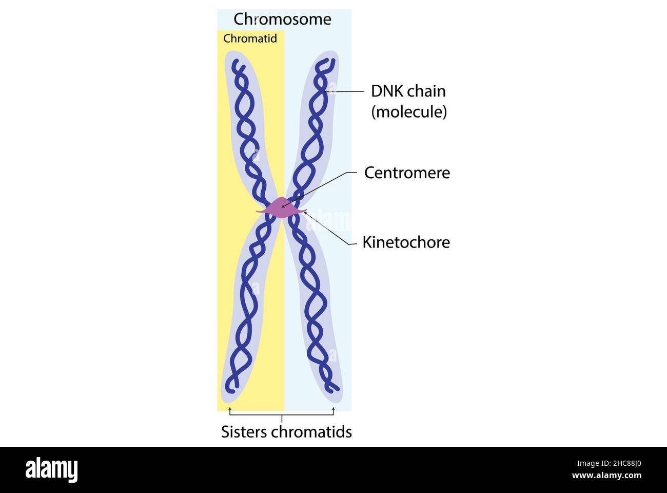 Chromosom, Chromatid- und dnk-Molekül, Grundstruktur Stockfoto