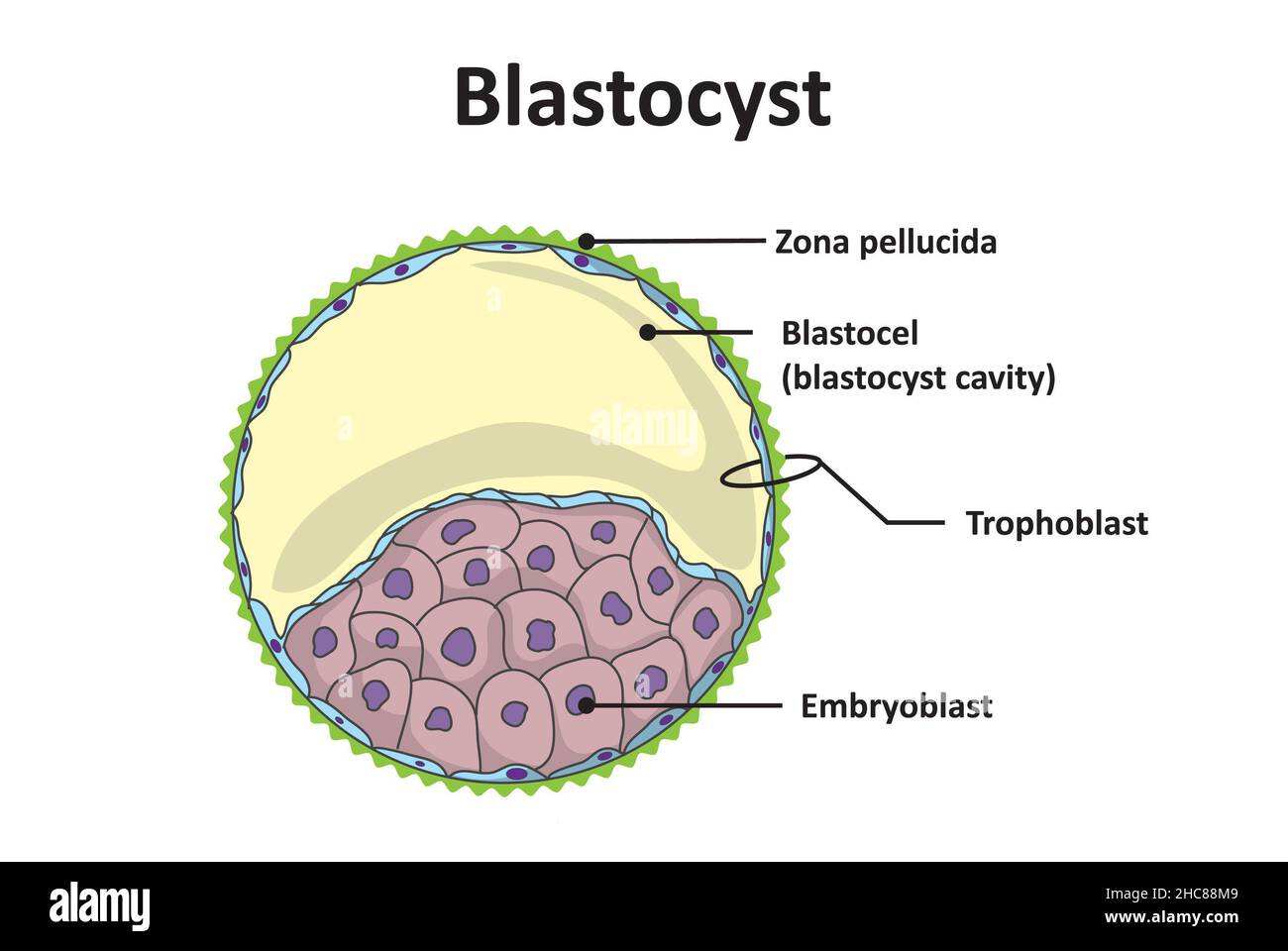 Blastozystenstruktur, frühe embryologische Entwicklung (unmarkiert) Stockfoto