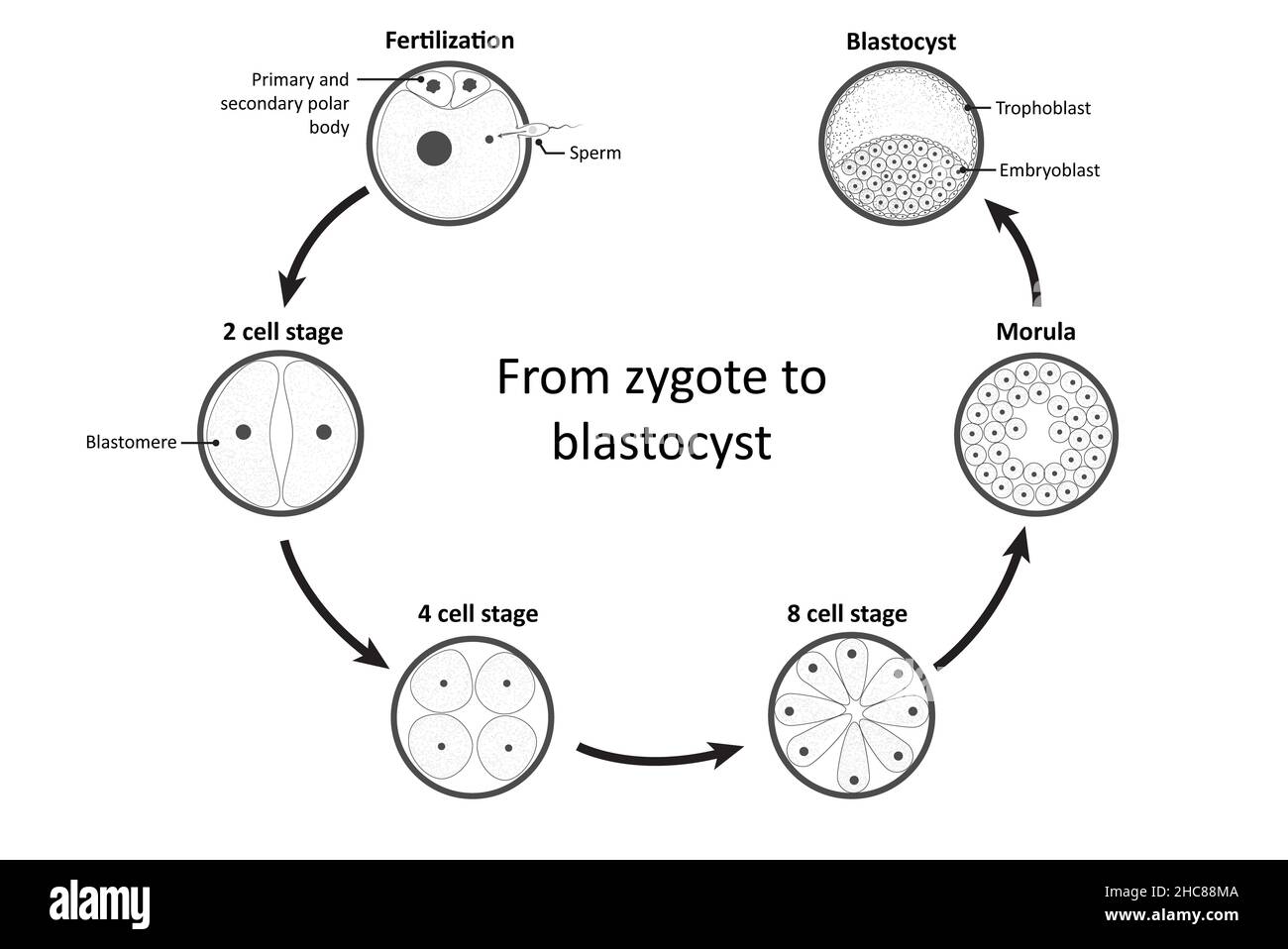 Diagramm zeigt vereinfachten Prozess der Befruchtung und Entwicklung von Zygote zu Blastozyste (Schwerpunkt auf der Totipotenz) Stockfoto