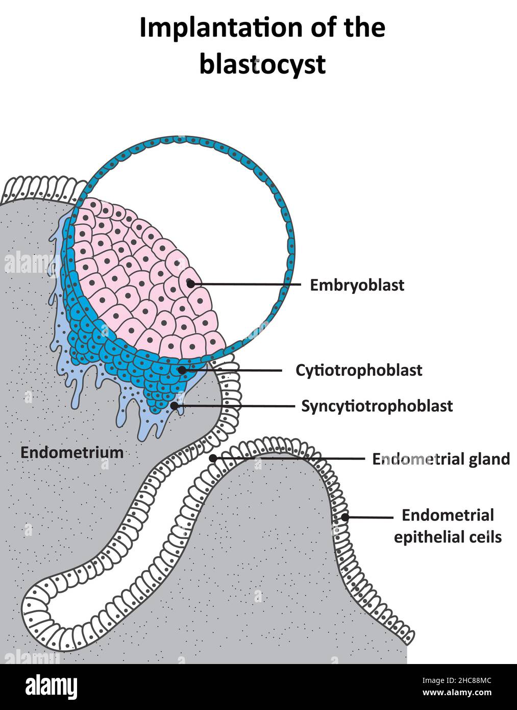 Implantation der Blastozyste und Entwicklung des Zytotrophoblasten und Synzytiotrophoblasten Stockfoto