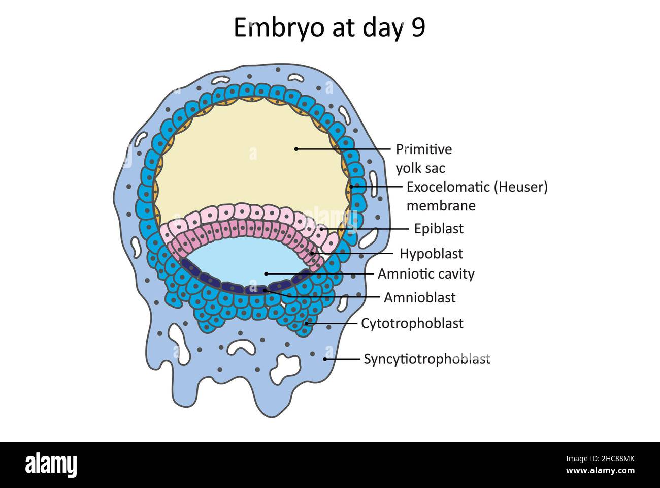 Embryo an einem Tag 9 der embryontischen Entwicklung sind Amnioblasten und exocelomatische (Heuser) Membran vorhanden. Stockfoto