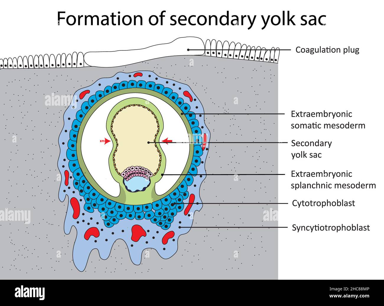 Bildung des sekundären Dottersacks, Entwicklung eines Embryos Stockfoto