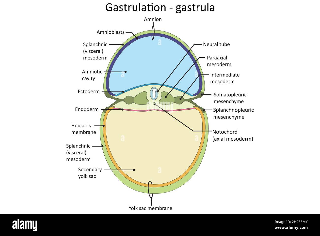 Gastrulation, Gastrula, Tri-Layer-Stadium der embryonalen Entwicklung, Endoderm, Ektoderm, Mesoderm. Stockfoto