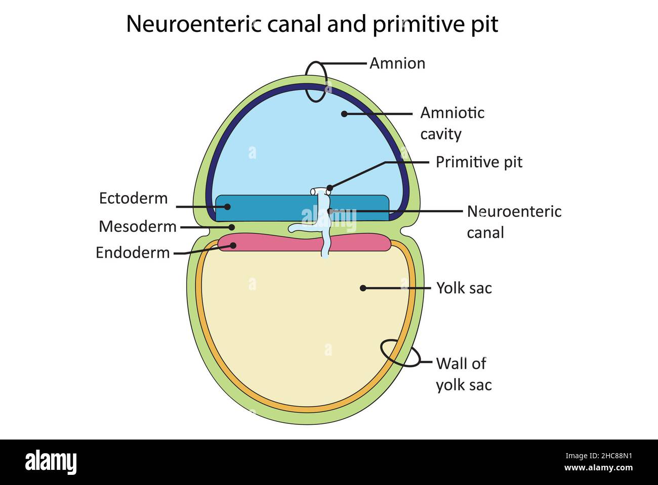 Einfaches Diagramm, das die Entstehung des neuroenterischen Kanals und der primitiven Grube im Stadium der Gastrula zeigt. Stockfoto
