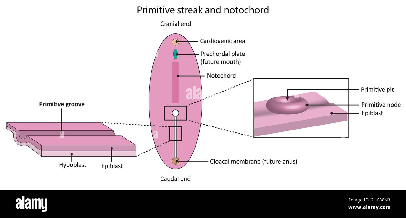 Einfaches Diagramm, das die embryologische Entwicklung von Primitivstreifen und Notochord zeigt Stockfoto
