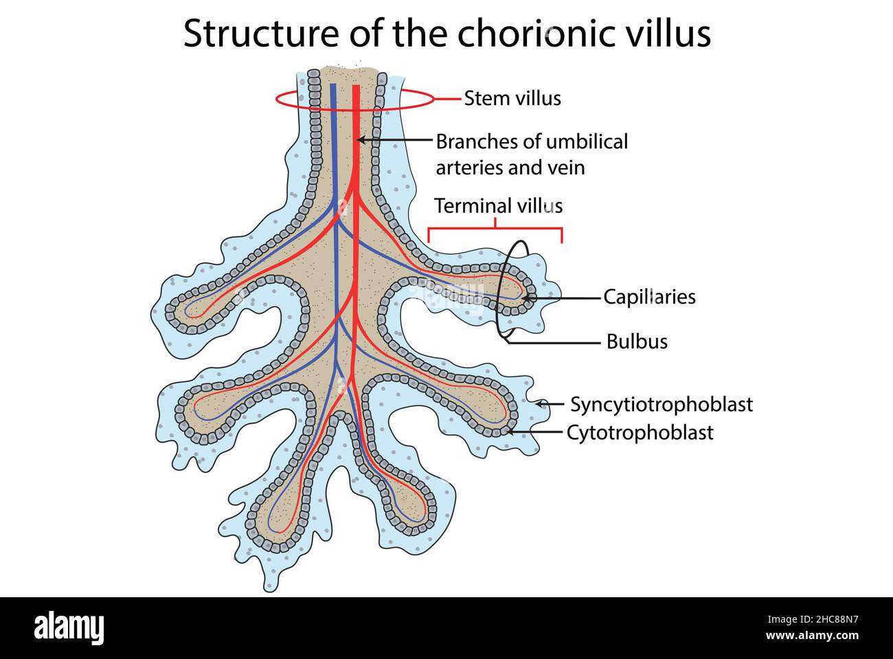 Struktur des Chorionzotten, fetaler Teil der Plazenta. Stockfoto