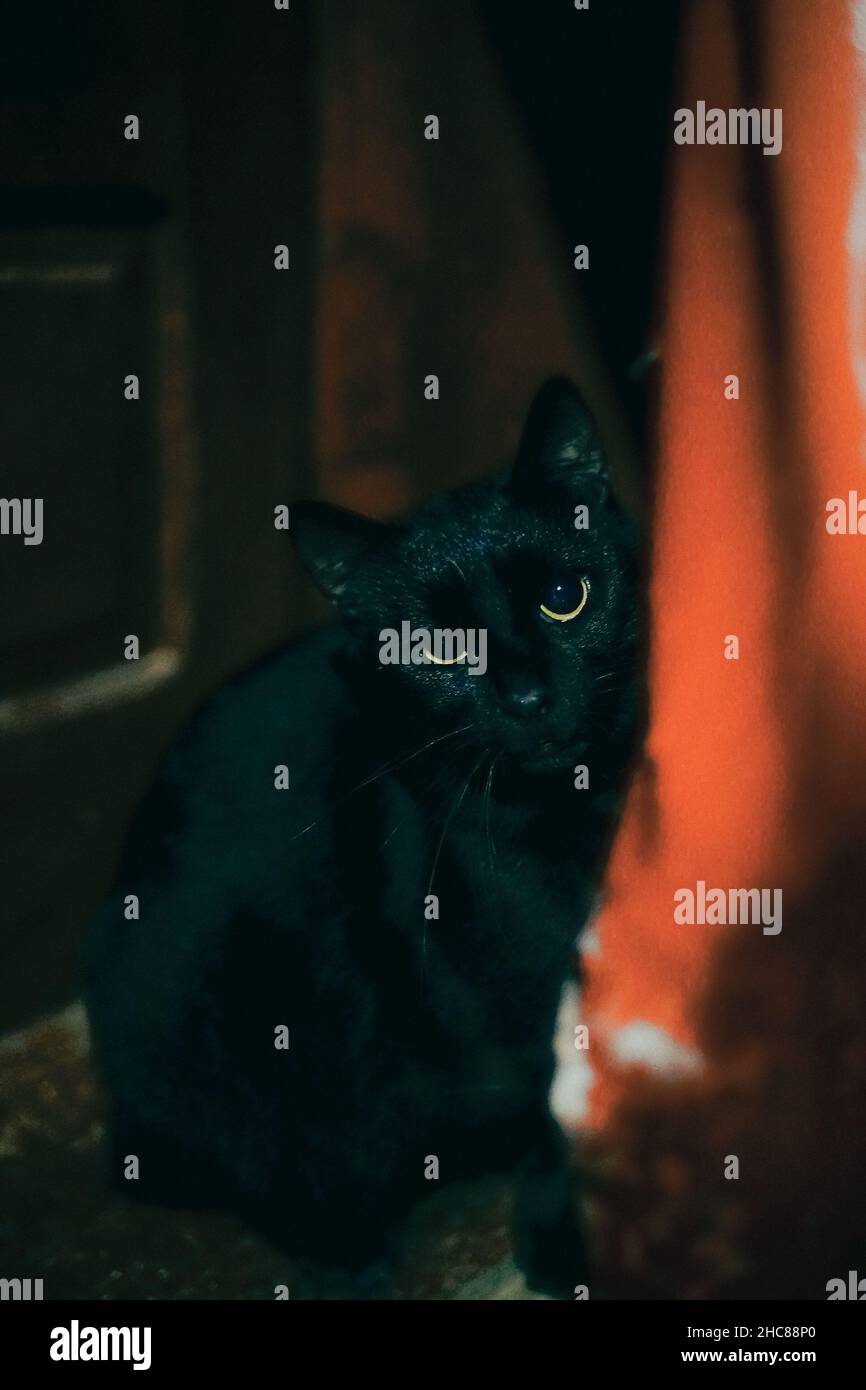 Vertikale Aufnahme einer schwarzen Bombay-Katze, die neben der Tür sitzt und in die Kamera blickt Stockfoto
