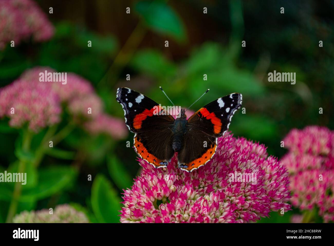 Schmetterling des roten Admirals (Vanessa atalanta), der sich auf der Steinblüte ausruht (Sedum telephium „Purple Emperor“) Stockfoto