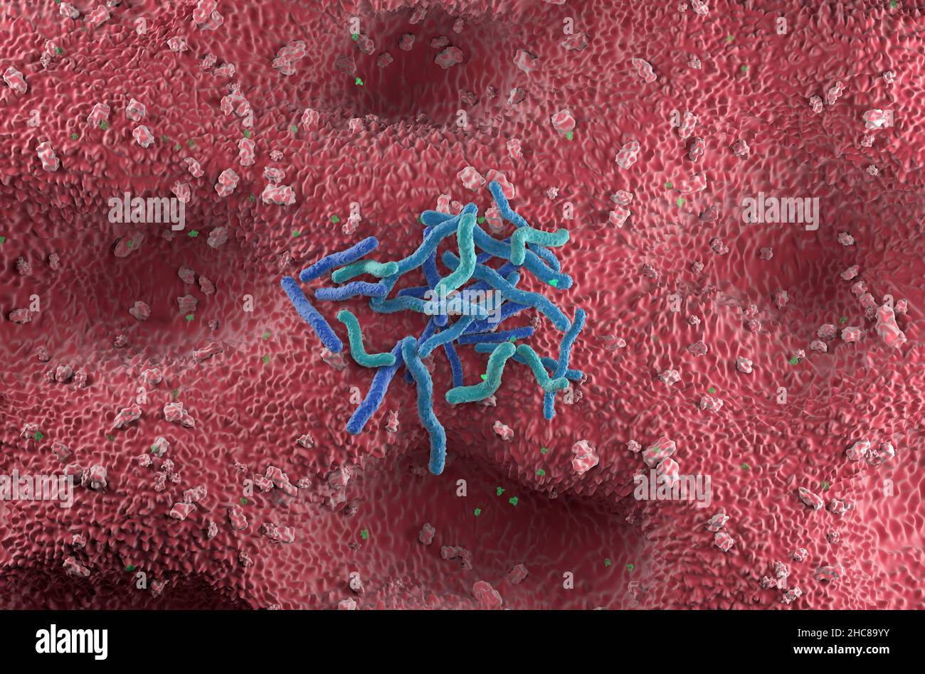 Helicobacter pylori Bakterienfeld an der Magenwand - Draufsicht 3D Abbildung Stockfoto