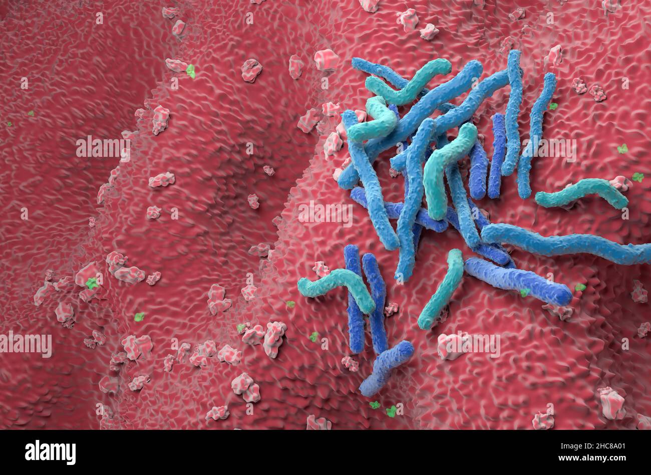 Helicobacter pylori Bakterienfeld an der Magenwand - Winkelansicht 3D Abbildung Stockfoto