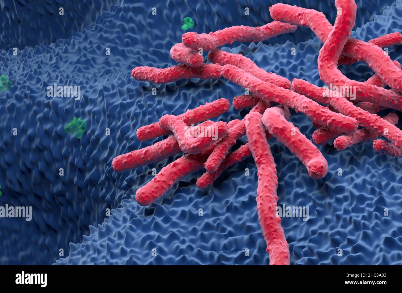 Helicobacter pylori Bakterienfeld an der Magenwand - Nahaufnahme Ansicht 3D Abbildung Stockfoto