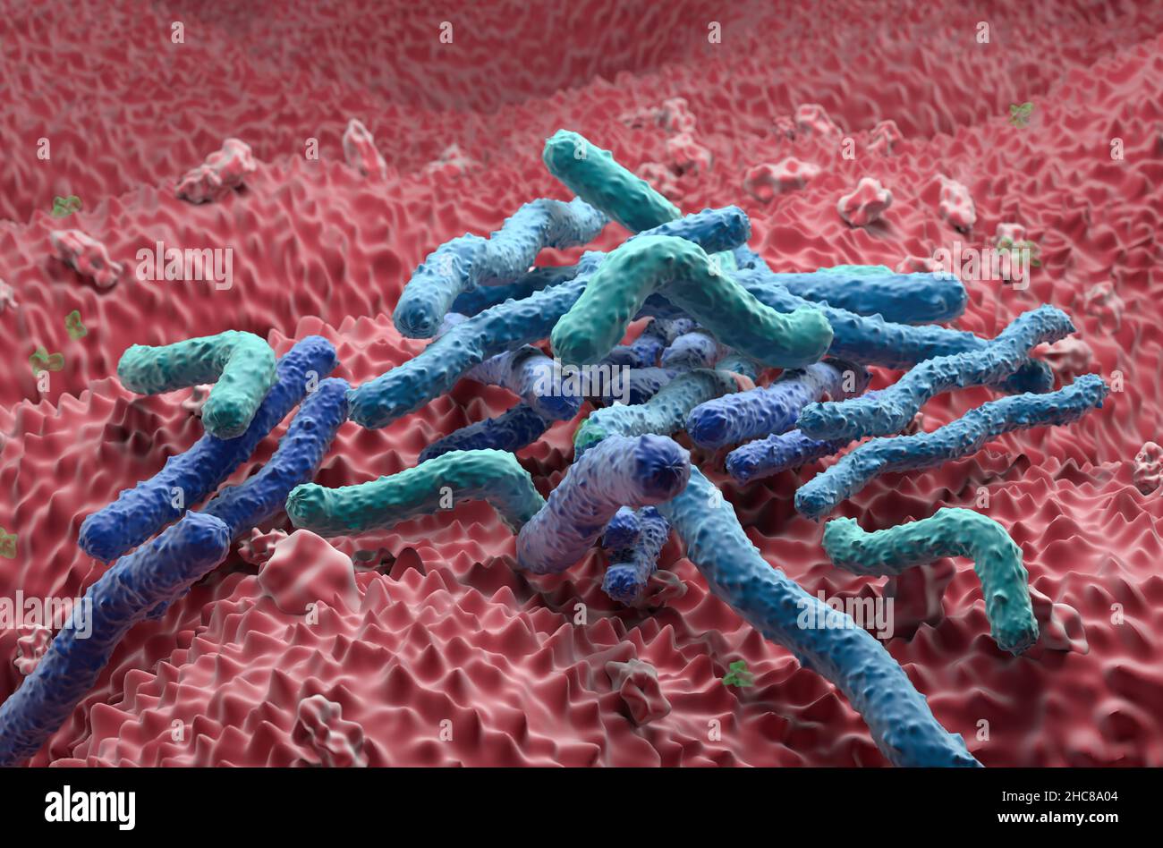 Helicobacter pylori Bakterienfeld an der Magenwand - Nahaufnahme Ansicht 3D Abbildung Stockfoto