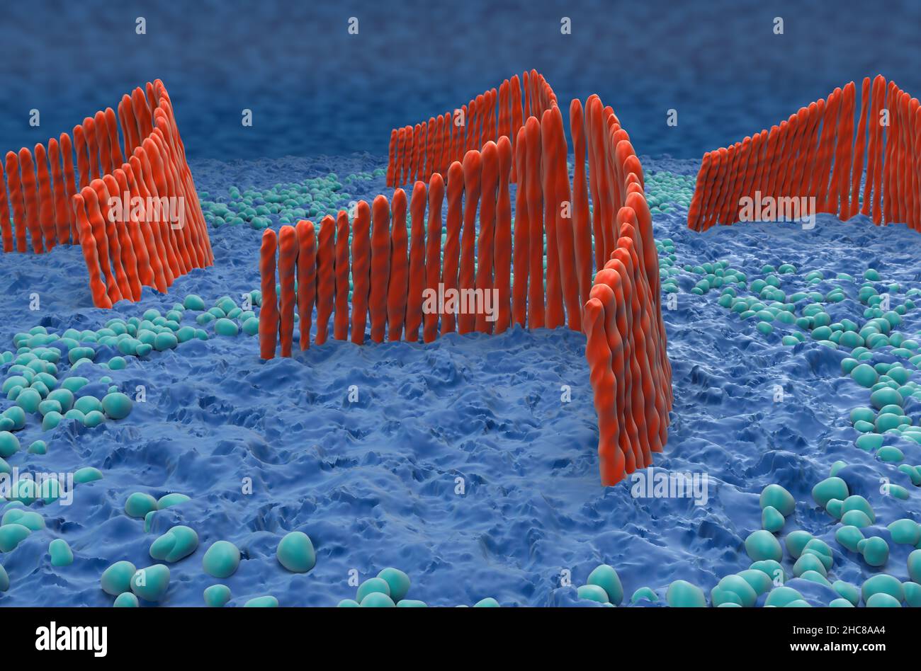 Haarzellen im inneren Ohr im vestibulären System - Nahaufnahme Ansicht 3D Abbildung Stockfoto