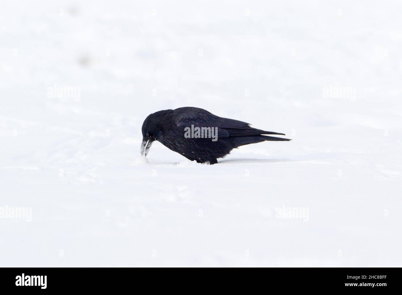 Aas-Krähe, (Corvus corone), Fütterung von Aas auf schneebedecktem Feld, im Winter, Niedersachsen, Deutschland, Stockfoto