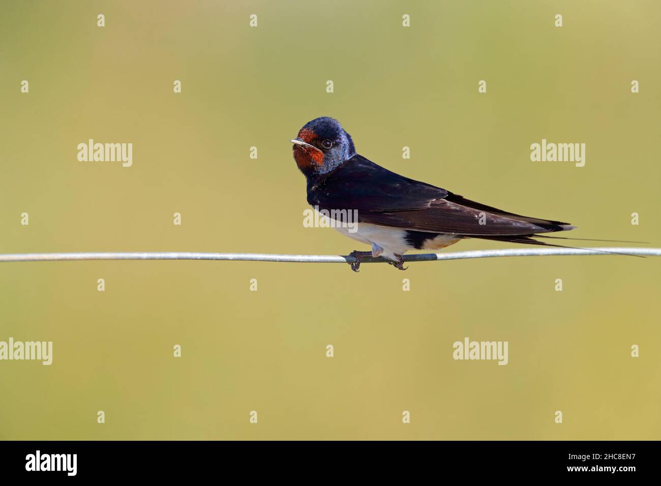 Eine Erwachsene Scheune Swallow (Hirundo rustica), die im Sommer in Suffolk, Großbritannien, aufsitzt Stockfoto