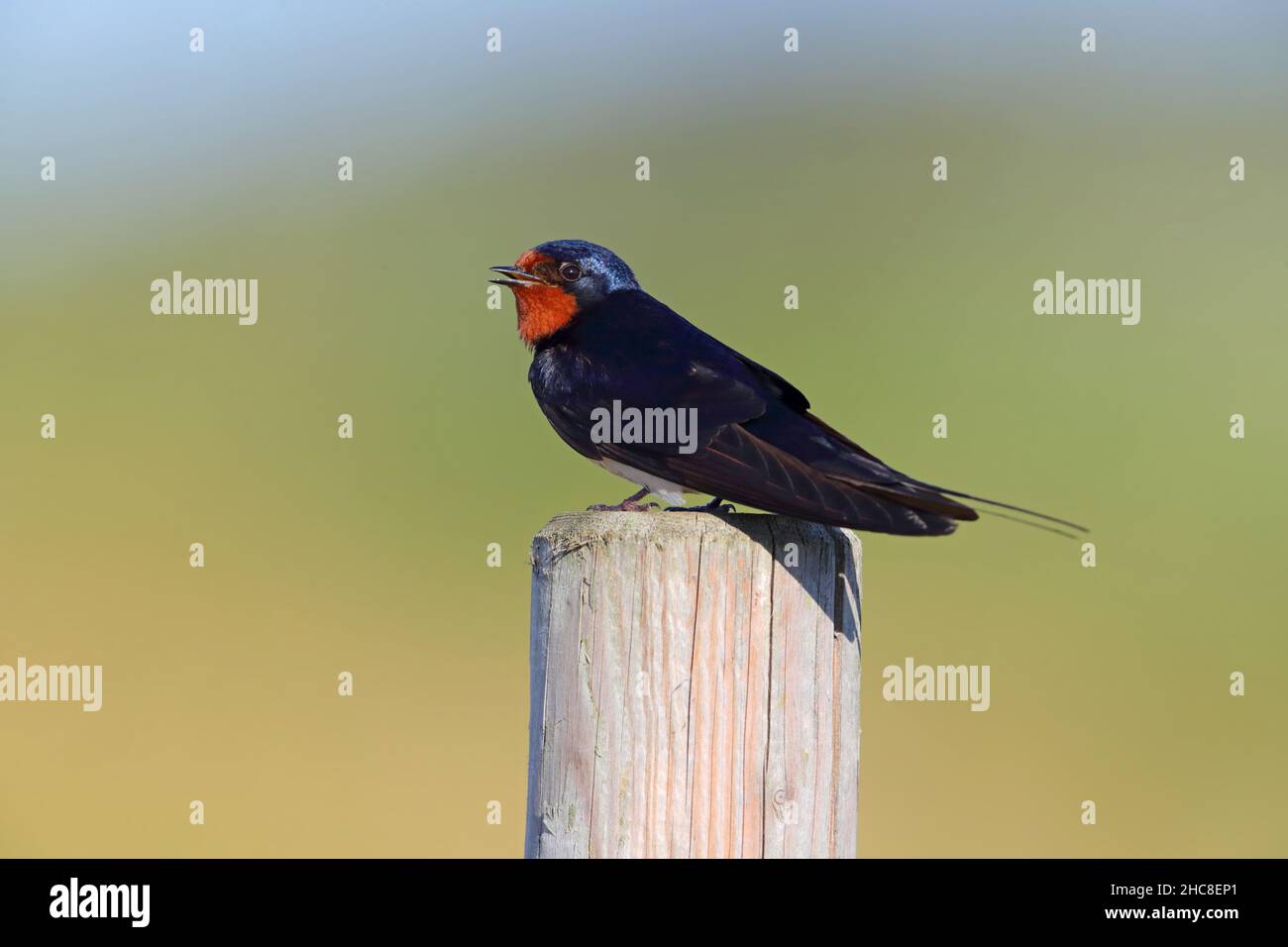 Eine Erwachsene Scheune Swallow (Hirundo rustica), die im Sommer in Suffolk, Großbritannien, aufsitzt Stockfoto