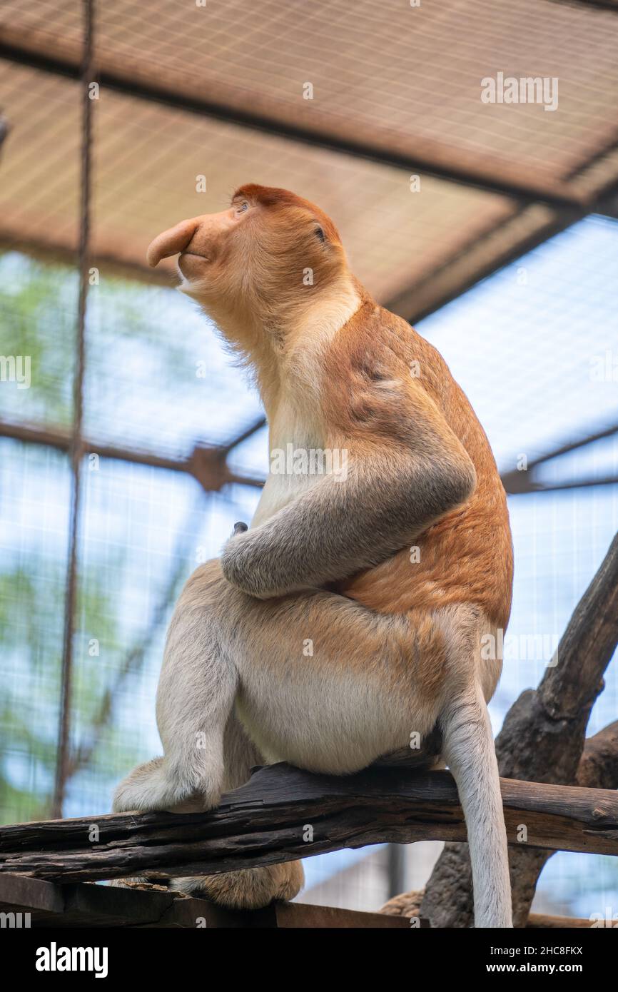 Vertikale Aufnahme eines Proboscis-Affen oder langnasigen Affen Stockfoto