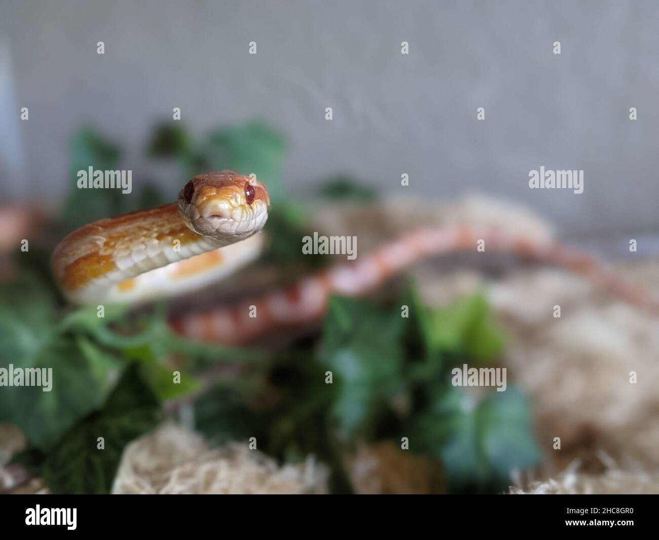 Selektive Fokusaufnahme einer schönen Schlange, die jemanden ansieht Stockfoto