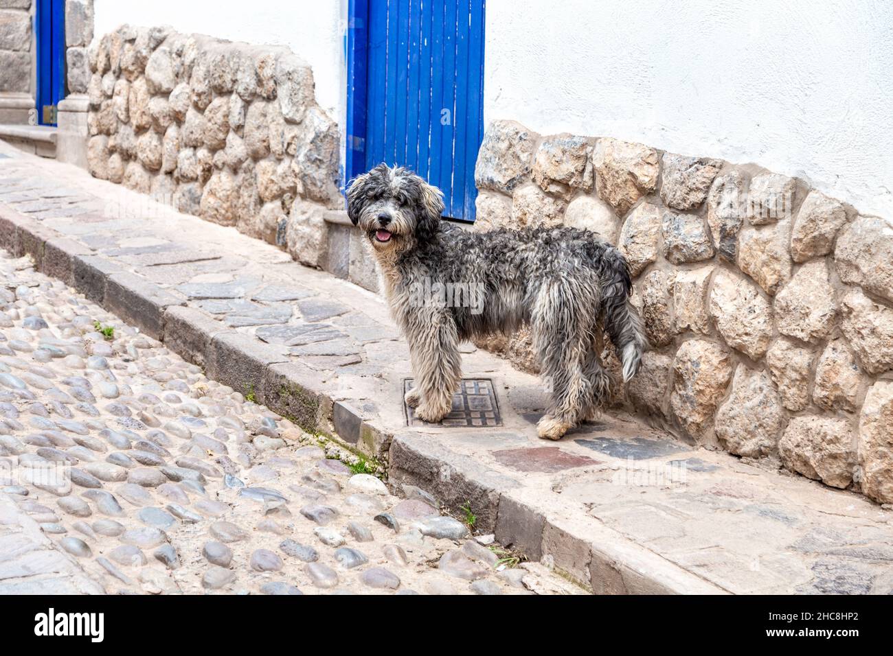 Flauschiger streunender Hund auf der Straße in San Blas, Cusco, Sacred Valley, Peru Stockfoto