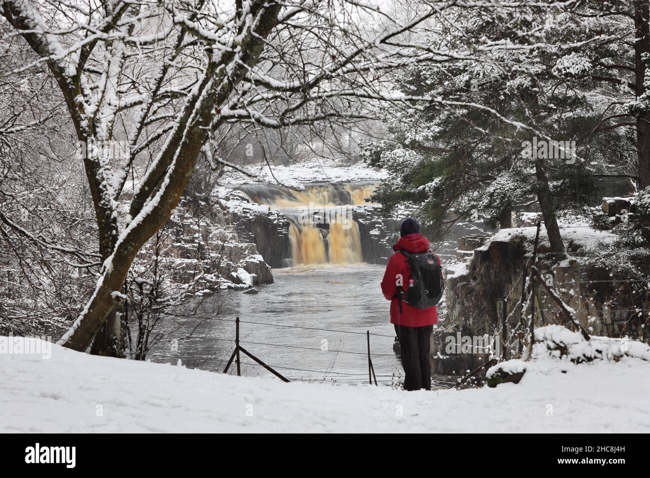 Low Force, Teesdale, County Durham, Großbritannien. 26th. Dezember 2021. Wetter in Großbritannien. Ein Spaziergänger genießt eine wunderschöne Winterszene am Low Force Wasserfall während eines zweiten Tages in Upper Teesdale, County Durham, Großbritannien Credit: David Forster/Alamy Live News Stockfoto