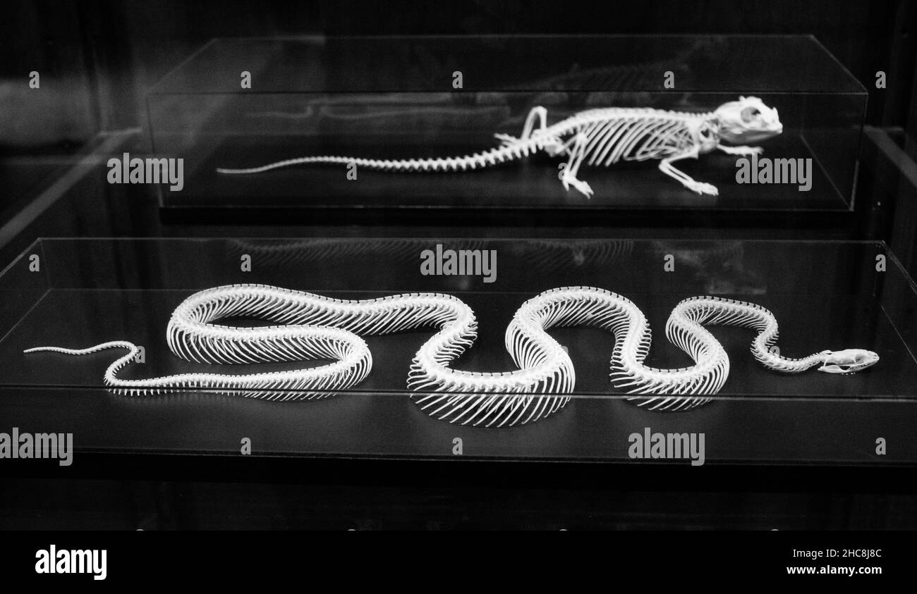 Nahaufnahme von Skeletten von Schlangen und Eidechsen in Schwarz-Weiß in Amersfoort, Niederlande Stockfoto
