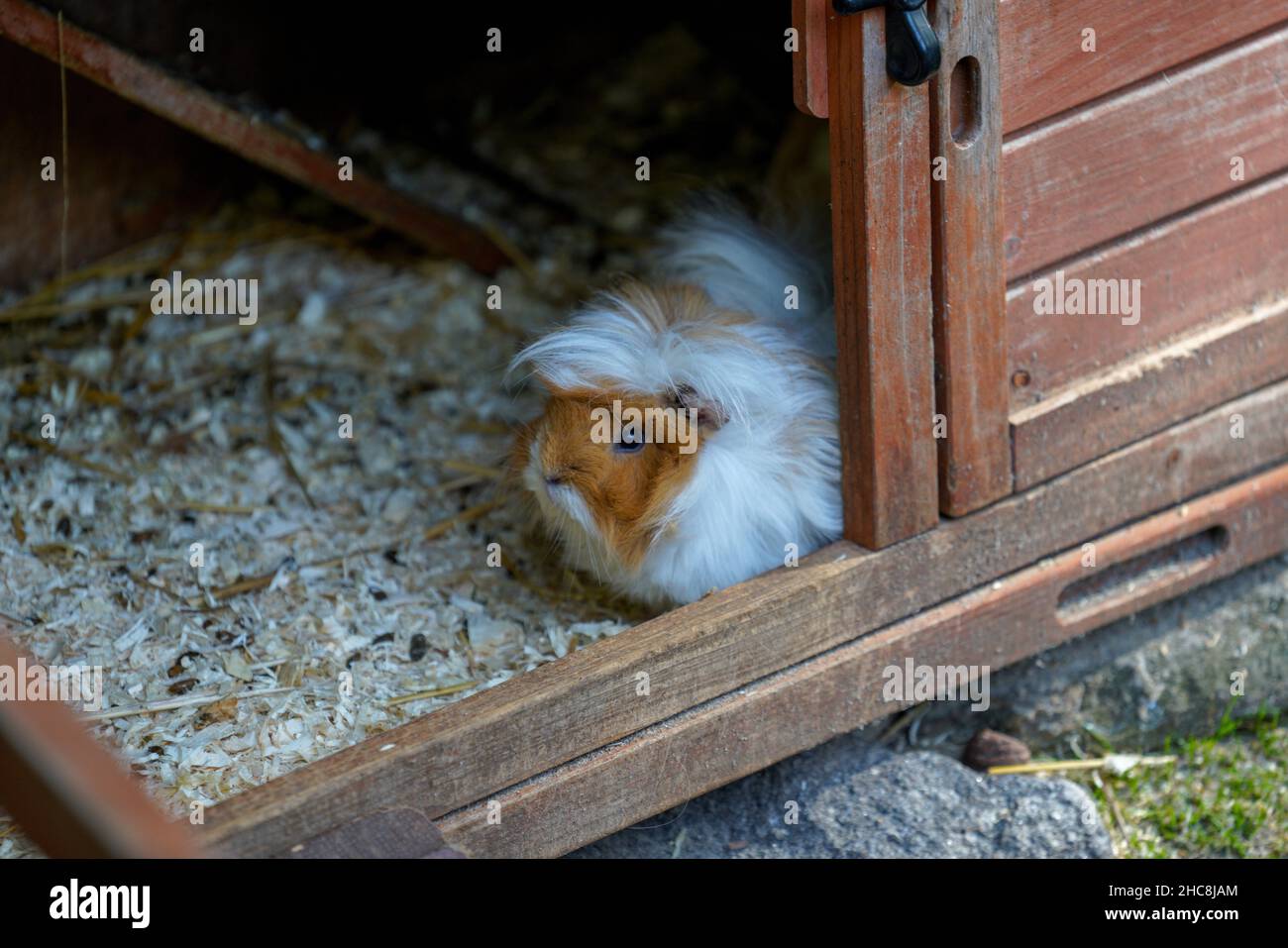 Nahaufnahme von Guinea-Schweinen in ihrem Käfig Stockfoto