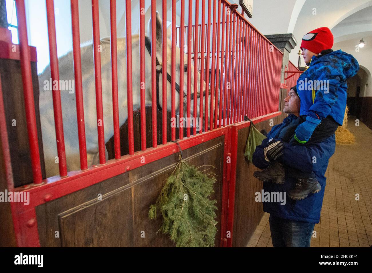 Das Nationalgestüt Kladrubin nad Labem, Tschechische Republik, veranstaltet am Sonntag, den 26. Dezember 2021, Weihnachtstouren im Winterreich der Kladruber-Pferde. (CTK-Foto/Josef Vostarek) Stockfoto