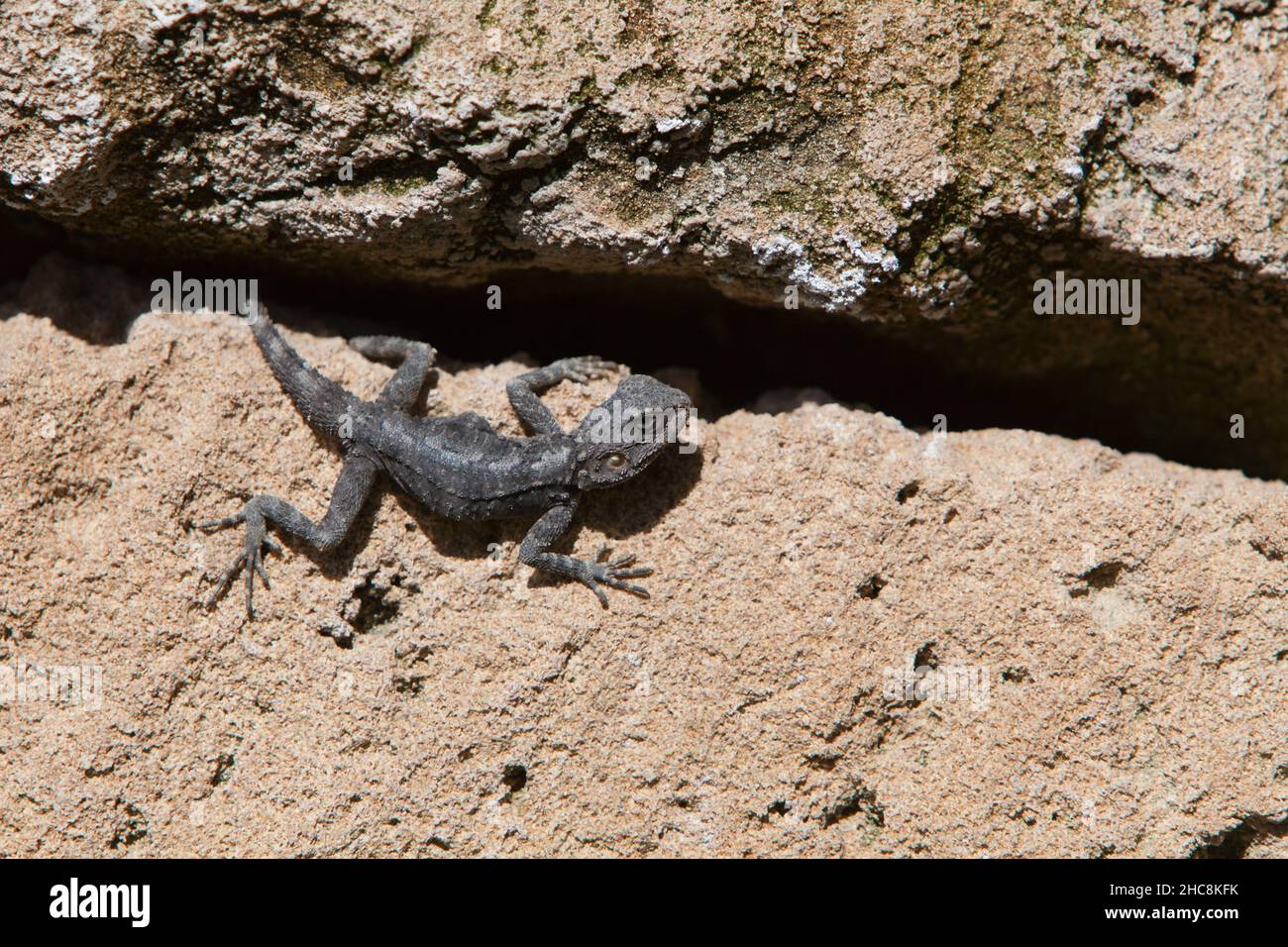 Mit Agama Lizard, (Stellagama stellio), Insel Zypern, östliches Mittelmeer Stockfoto