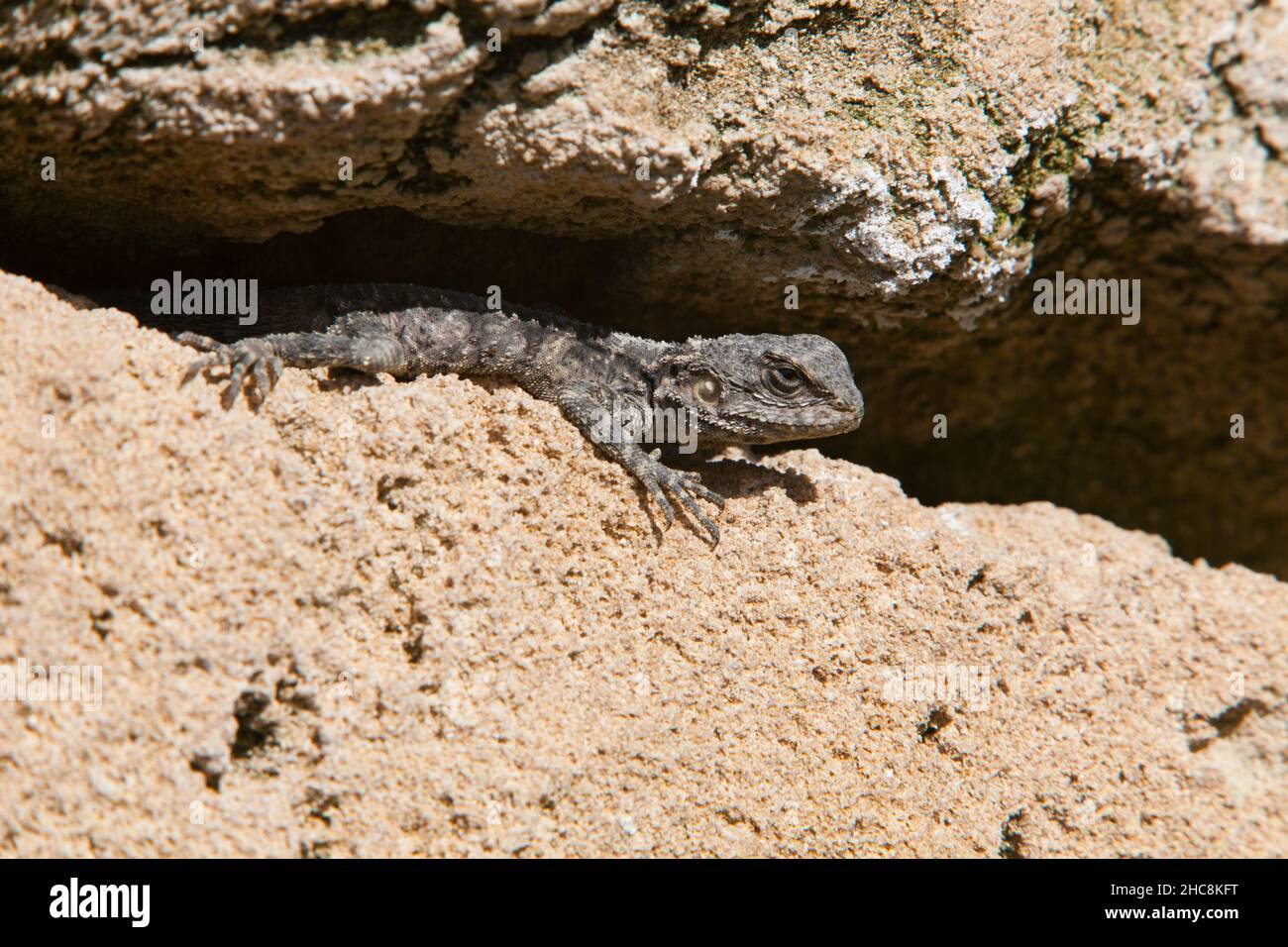 Mit Agama Lizard, (Stellagama stellio), Insel Zypern, östliches Mittelmeer Stockfoto