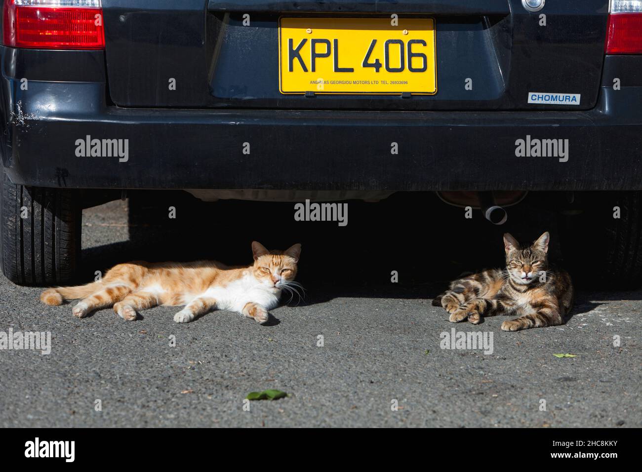 Inländische Katzen, zwei Schutz vor der Sonne unter einem geparkten Auto, Insel Zypern, östliches Mittelmeer Stockfoto