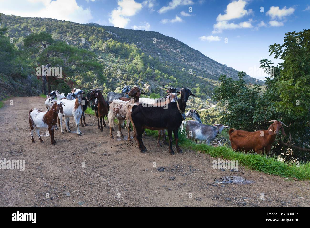 Hausziegen, Herde auf der Halbinsel Akamas, Insel Zypern, östliches Mittelmeer Stockfoto