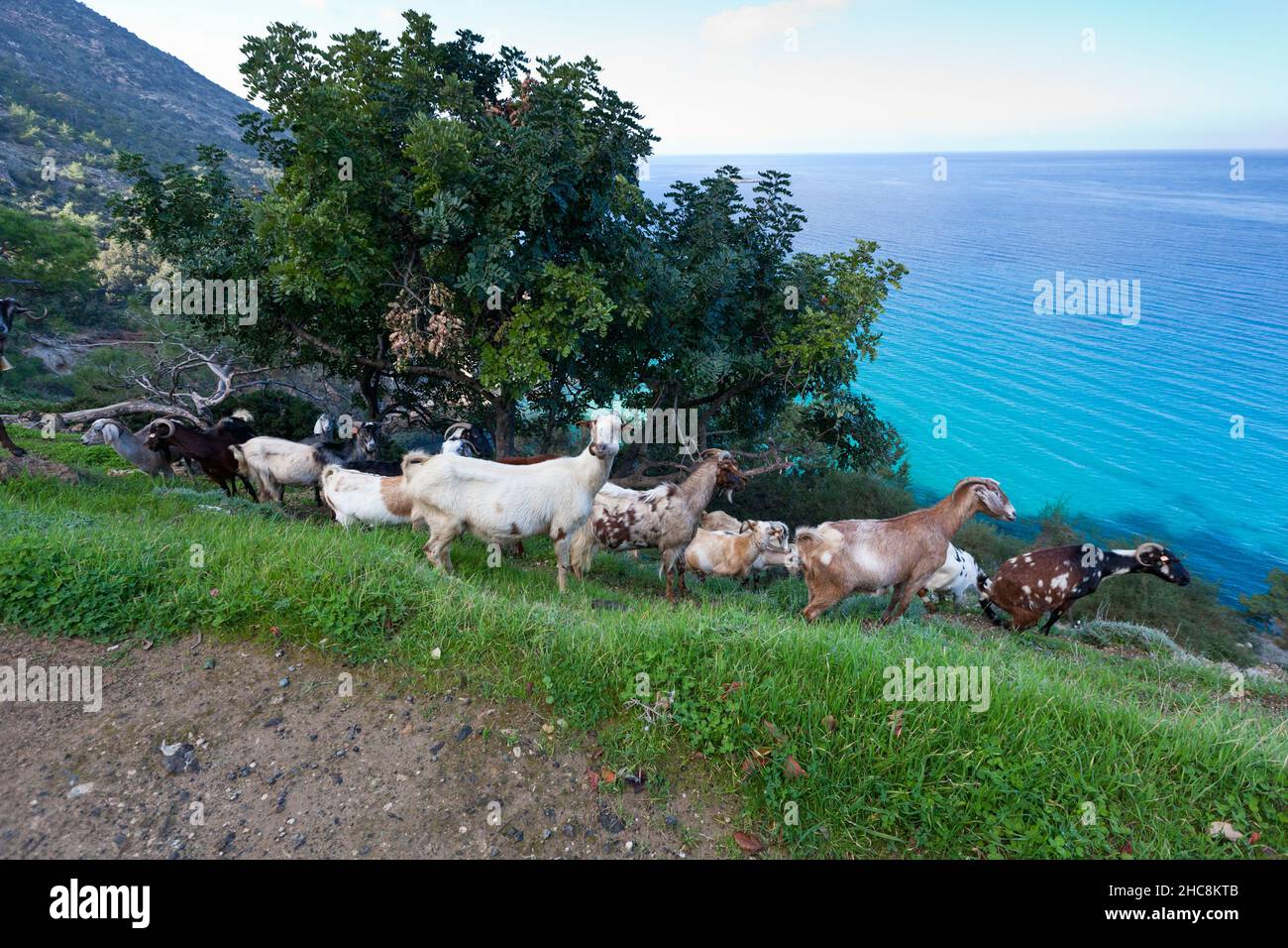 Hausziegen, Herde auf der Halbinsel Akamas, Insel Zypern, östliches Mittelmeer Stockfoto