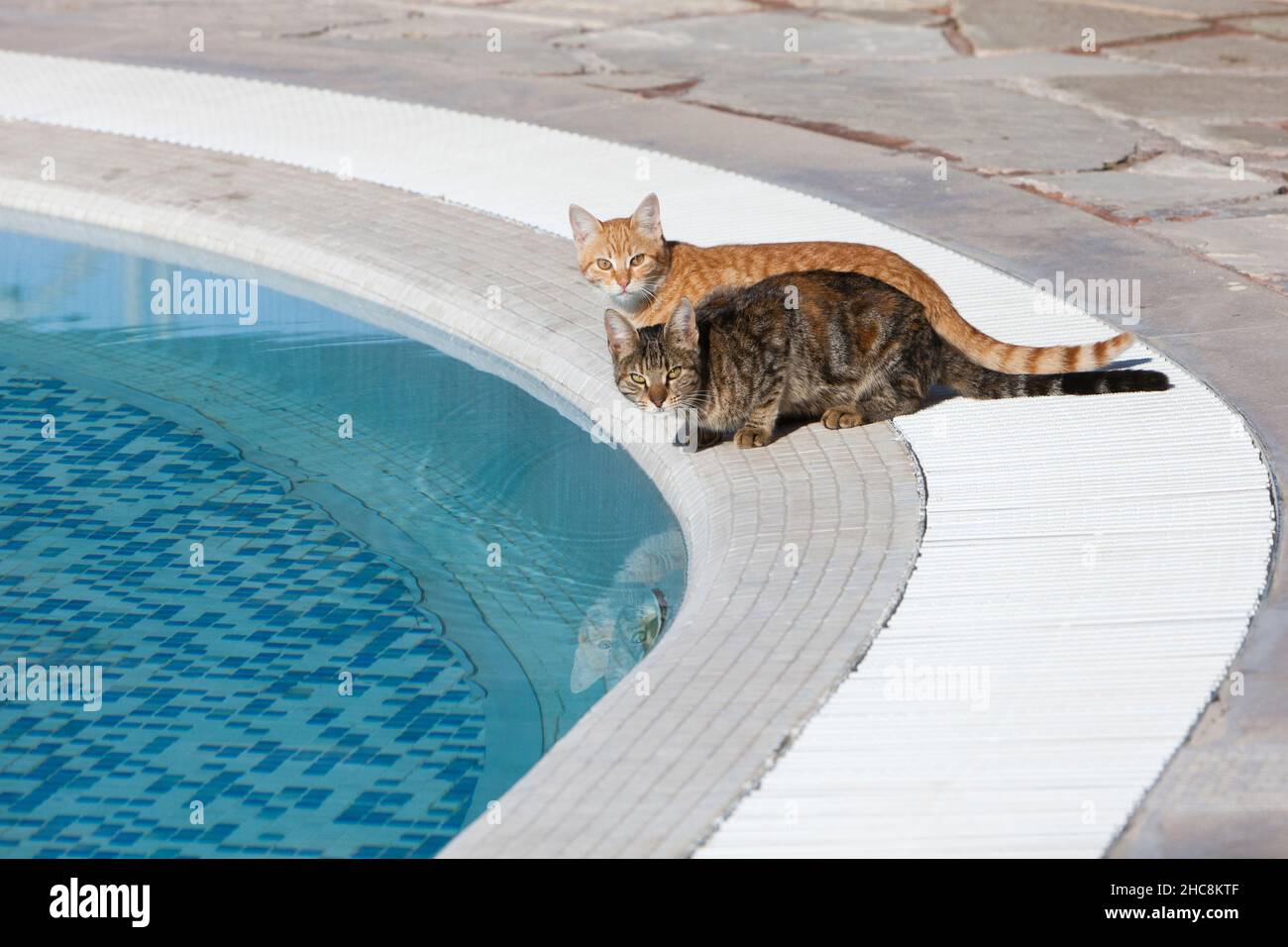 Inländische Katzen, zwei Getränke aus dem Hotel-Swimmingpool, Insel Zypern, östliches Mittelmeer Stockfoto