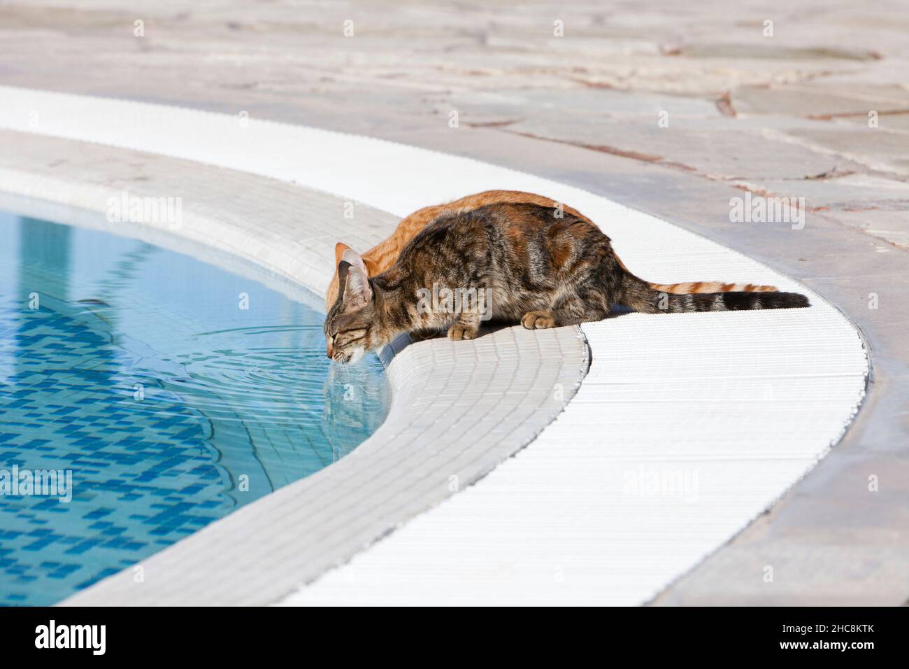 Inländische Katzen, zwei Getränke aus dem Hotel-Swimmingpool, Insel Zypern, östliches Mittelmeer Stockfoto