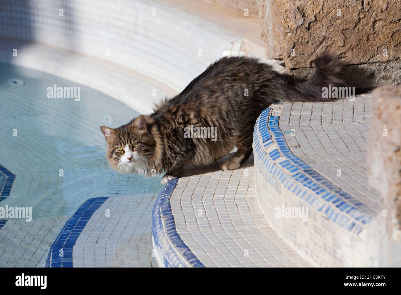 Hauskatze, Trinken aus dem Hotelschwimmbad, Insel Zypern, östliches Mittelmeer Stockfoto