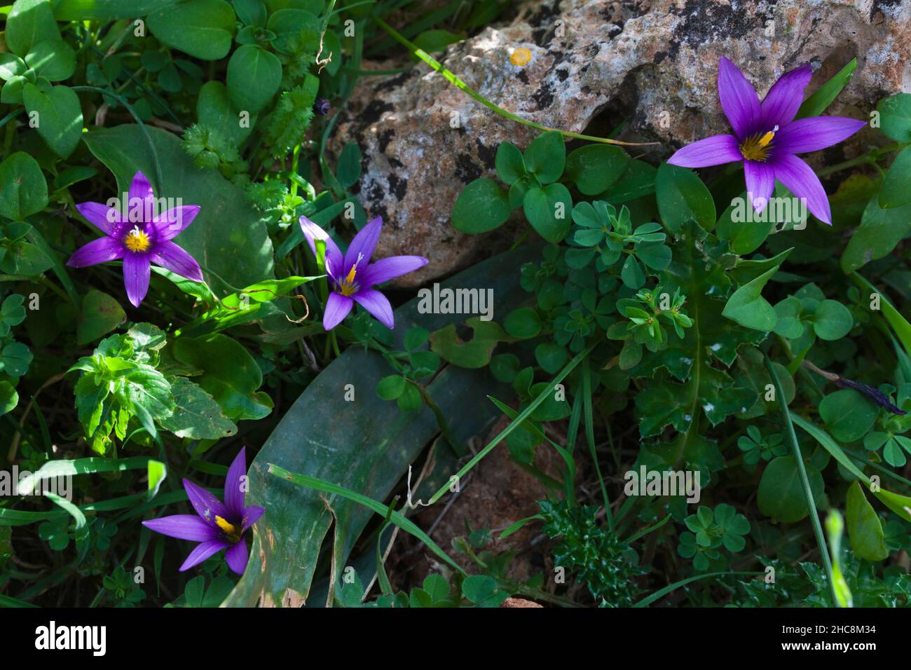 Halbinsel Akamas, Insel Zypern, östliches Mittelmeer Stockfoto