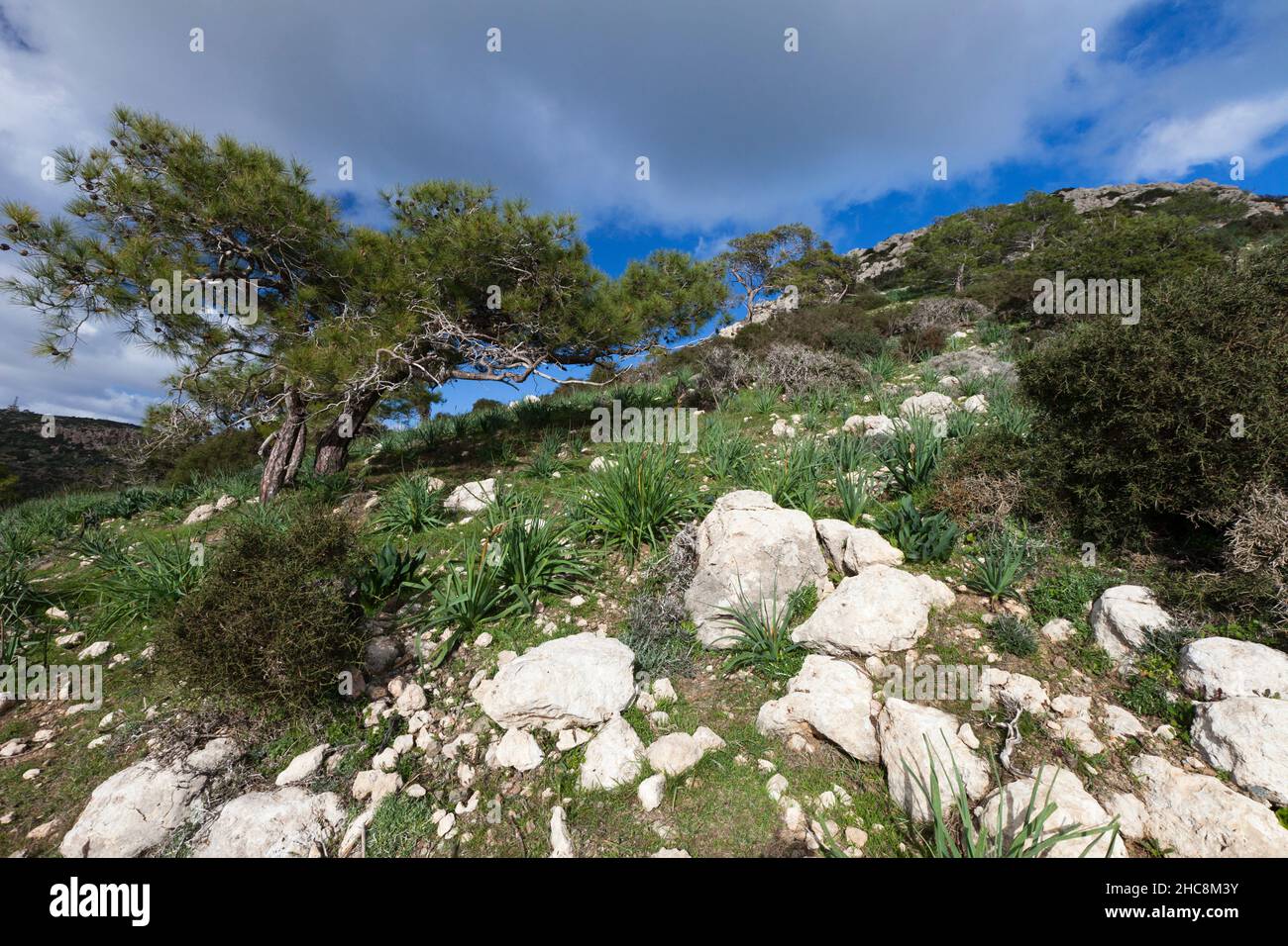 Vegetation auf der Halbinsel Akamas Naturschutzgebiet, Blick nach Osten, Insel Zypern, östlichen Mittelmeer Stockfoto