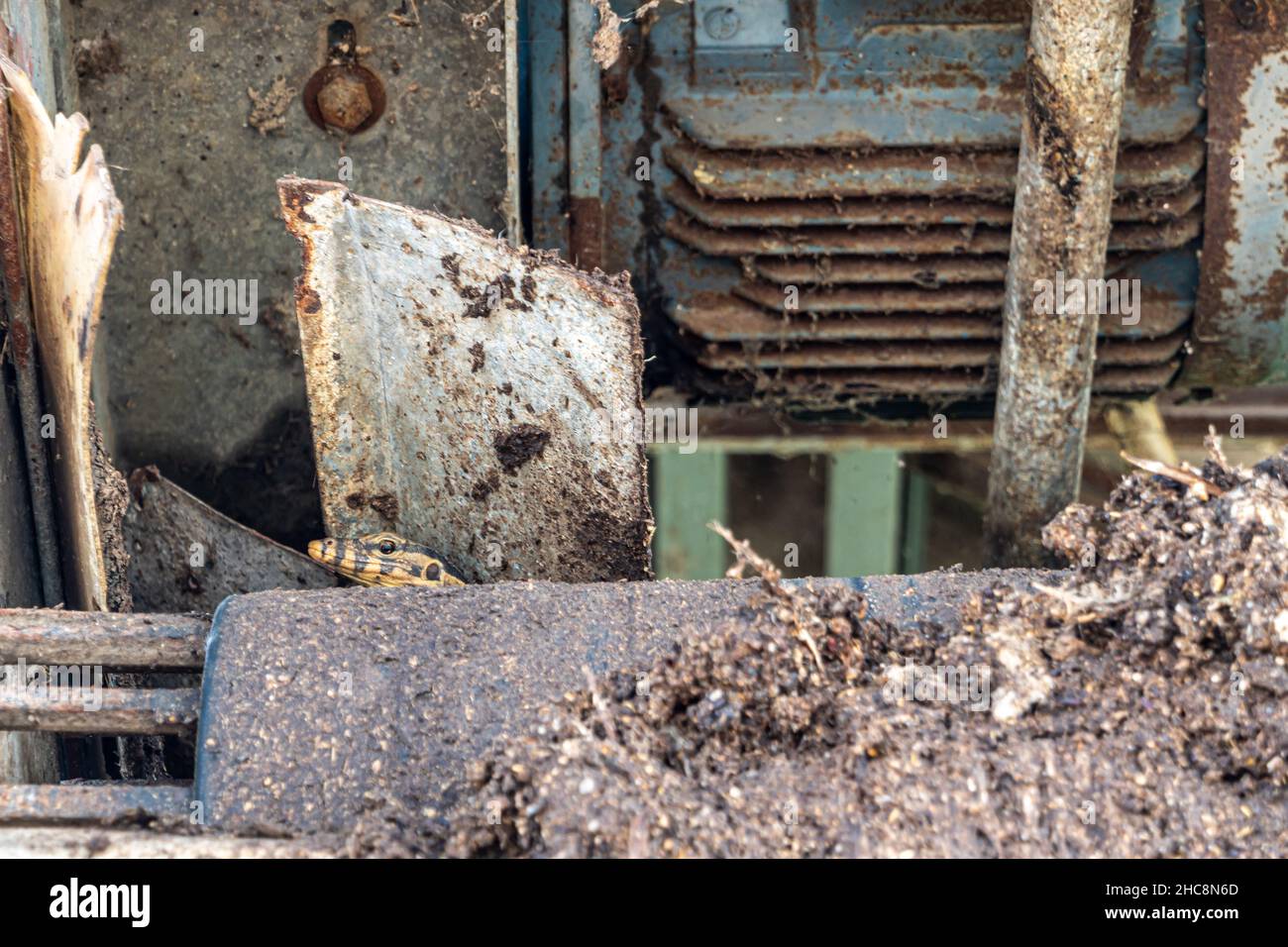 Varanus Salvator versteckt sich in einer Ecke einer alten Maschine Stockfoto