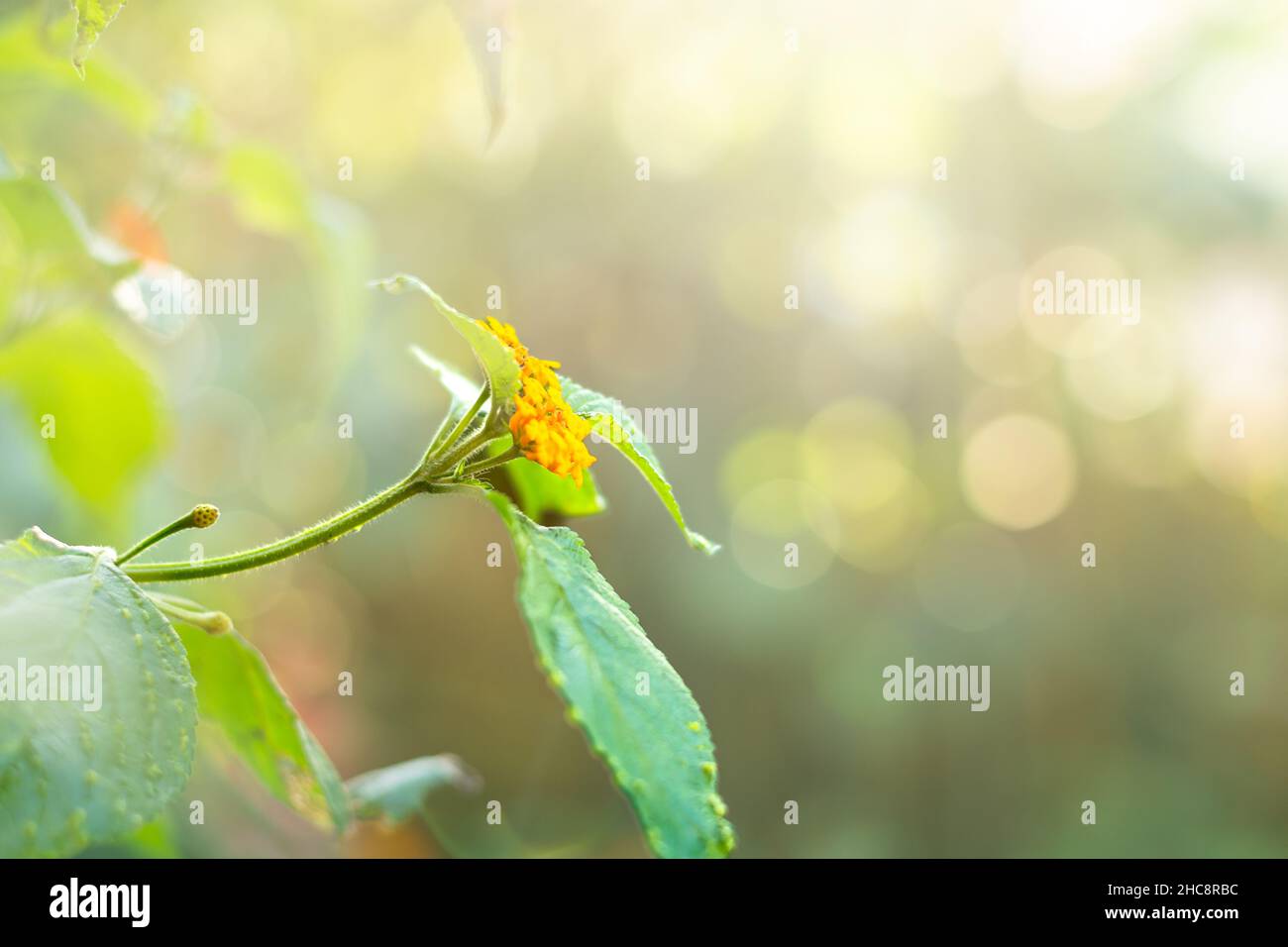 Eine zarte Lantana blüht in warmem Sonnenlicht mit Bokeh im Hintergrund. Stockfoto