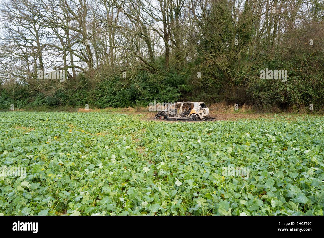 Ausgebrannte Volkswagen Golf GTi Car im Feld Stockfoto