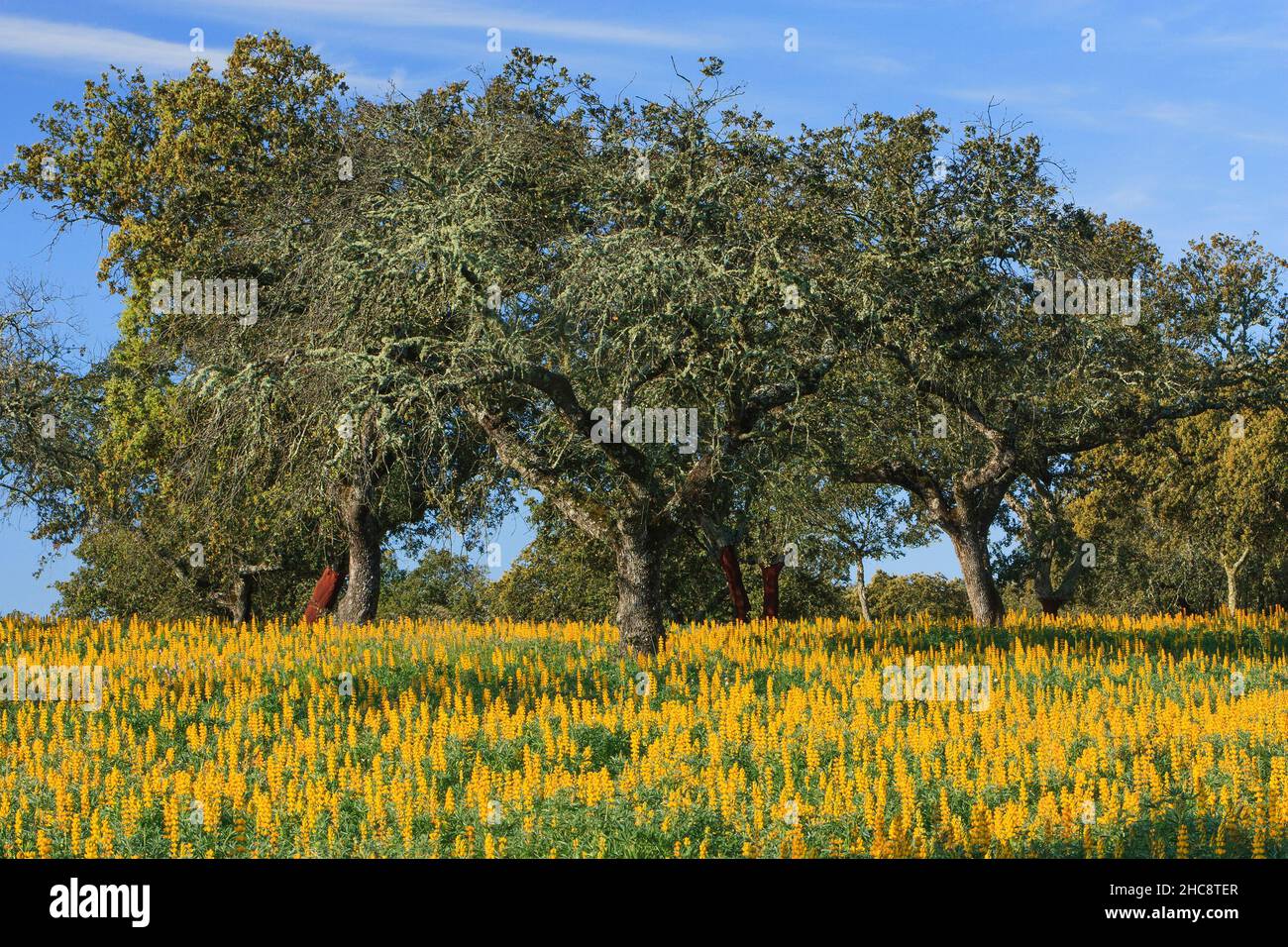 Korkeiche, (Quercus suber), mit Flechten bedeckte Bäume, umgeben von wilden gelben Lupinen, Insel Zypern, östliches Mittelmeer Stockfoto