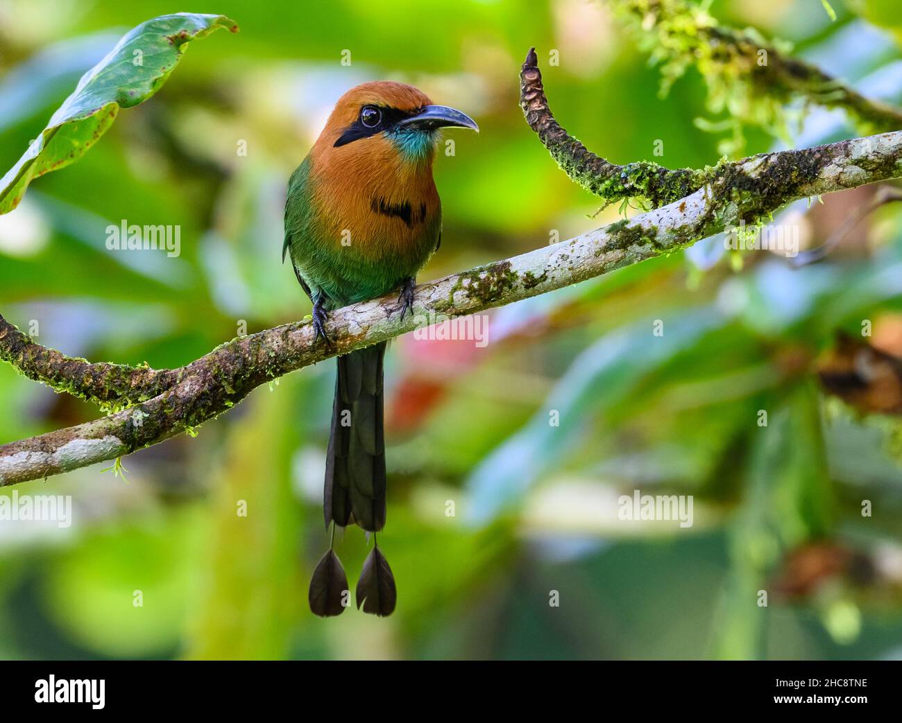 Ein Breitschnabelmotmot (Electron platyrhynchum), der auf einem Ast thront. Costa Rica. Stockfoto