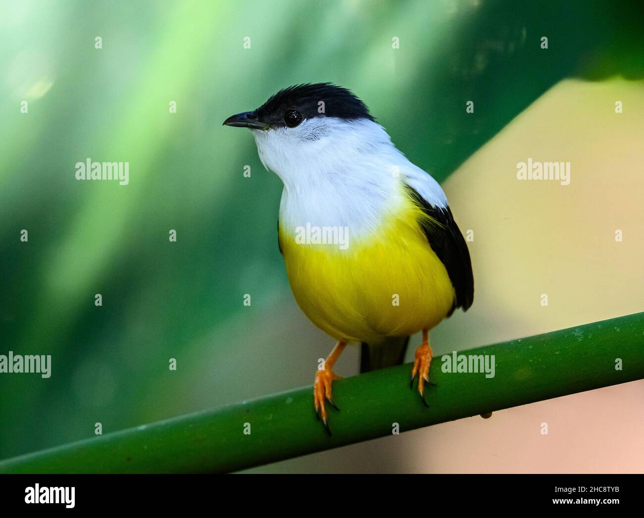 Ein männlicher Manakin mit weißem Kragen (Manacus candei), der auf einem Ast thront. Costa Rica. Stockfoto Ein männlicher Manakin mit weißem Kragen (Manacus candei), der auf einem Ast thront. Costa Rica. Stockfoto