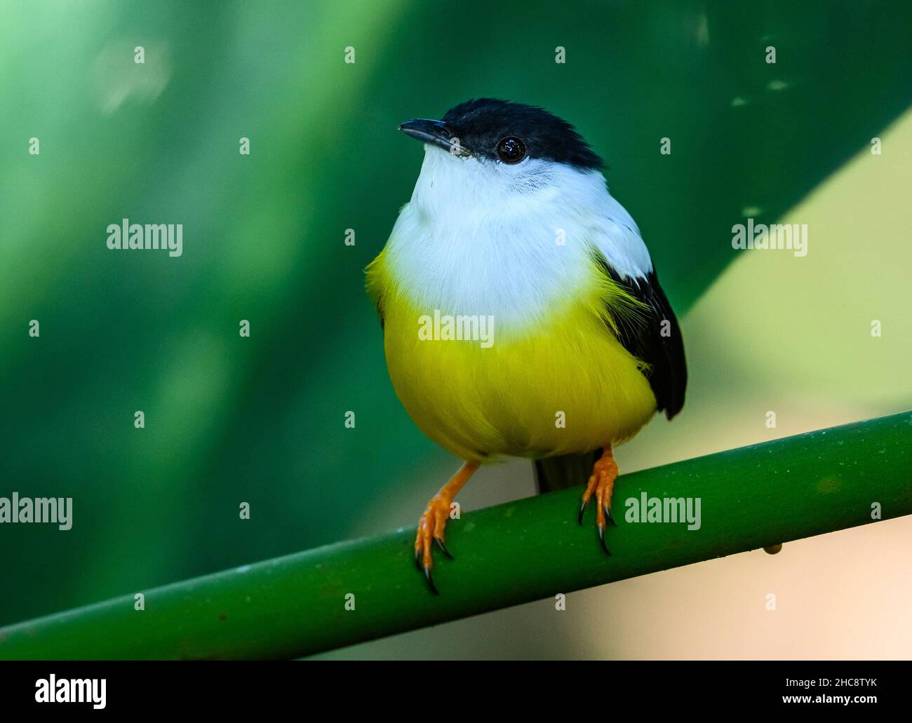 Ein männlicher Manakin mit weißem Kragen (Manacus candei), der auf einem Ast thront. Costa Rica. Stockfoto Ein männlicher Manakin mit weißem Kragen (Manacus candei), der auf einem Ast thront. Costa Rica. Stockfoto