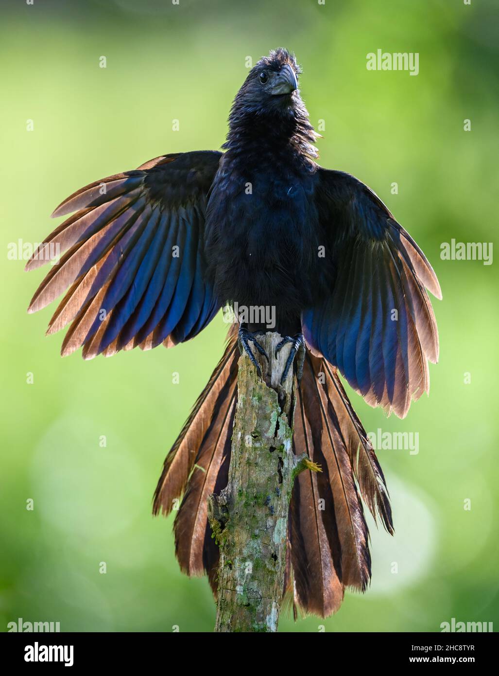Ein Groove-billed Ani (Crotophaga sulcirostris) sonnen seine Flügel. Costa Rica. Stockfoto