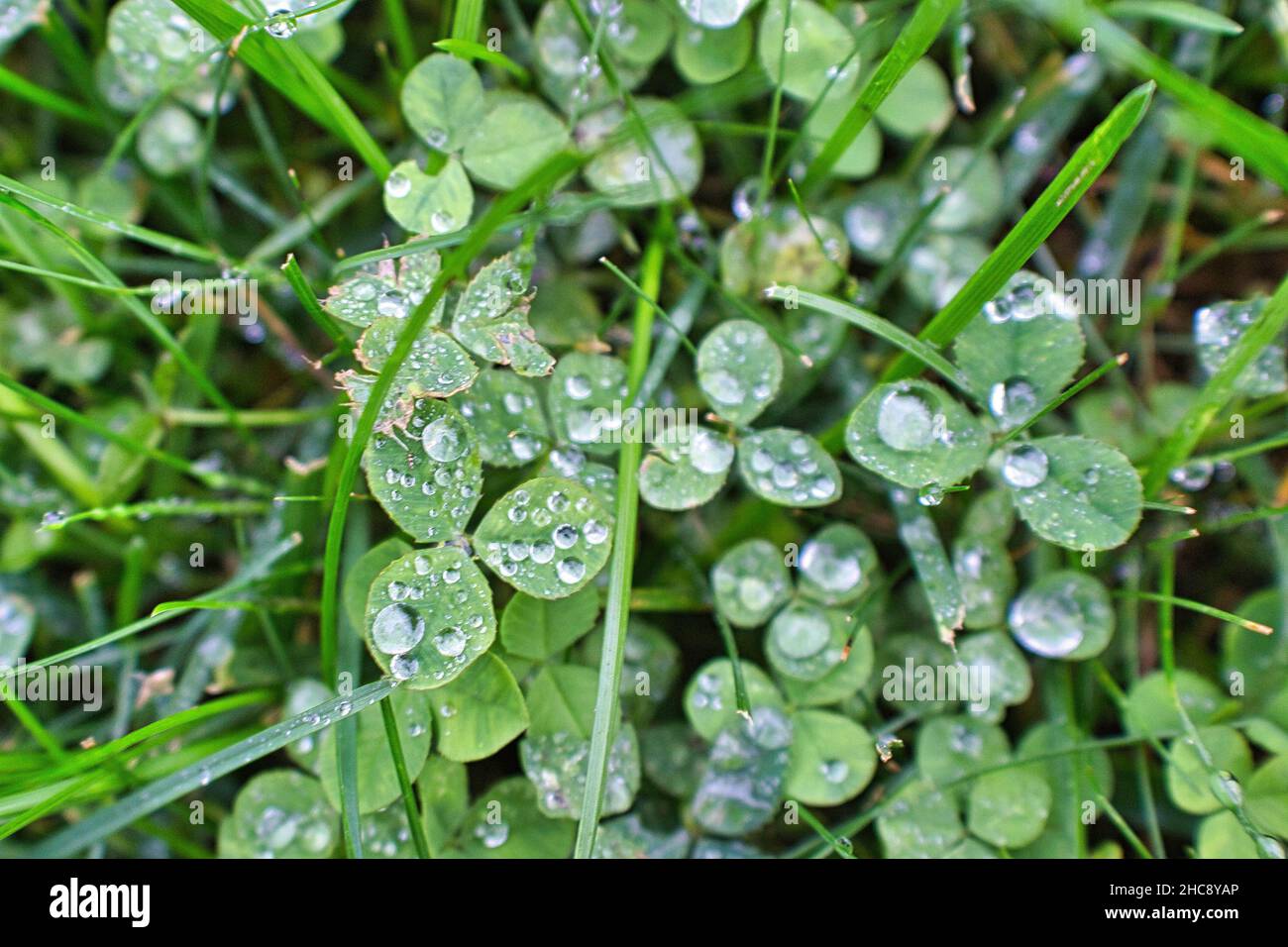 Nahaufnahme einer Kleeblatt- oder Trefoil-Pflanze mit grünen Blättern, die mit Regentropfen bedeckt sind Stockfoto