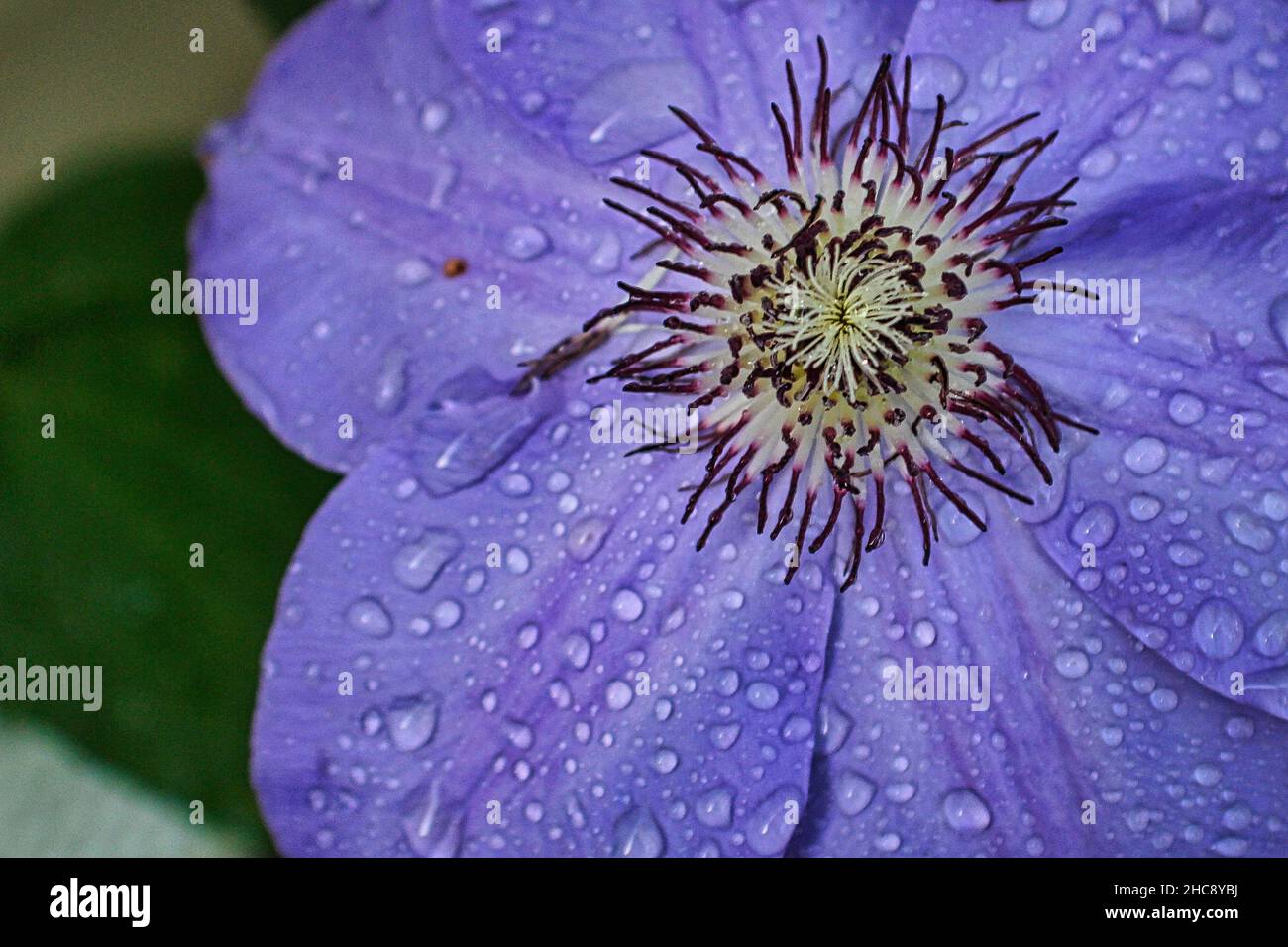 Eine Nahaufnahme einer wunderschönen violetten Anemone-Blume mit weichen Blütenblättern, die mit Regentropfen bedeckt sind Stockfoto