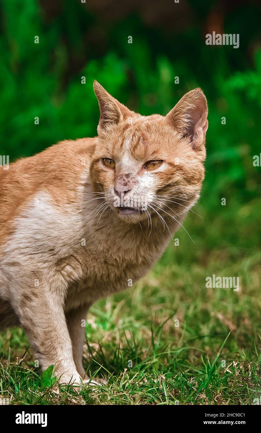 Schmutzige, alte gelbe Katze starrt auf etwas auf dem Feld Stockfoto