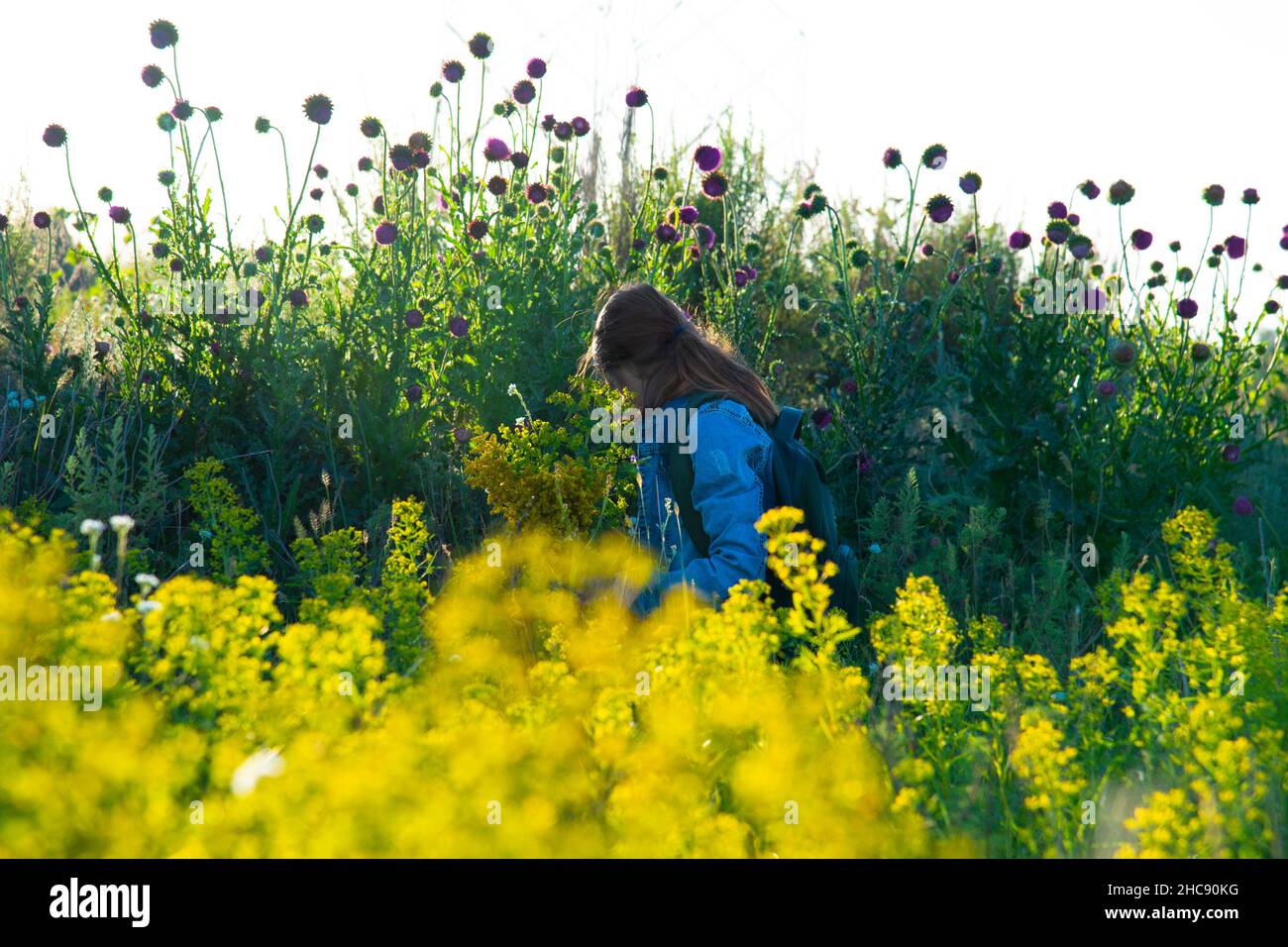 Ein Mädchen in einem Sommerfeld zwischen Blumen. Ein Mädchen in einer Jeansjacke sammelt Wildblumen. Das Konzept der Sommerspaziergänge in der Natur Stockfoto